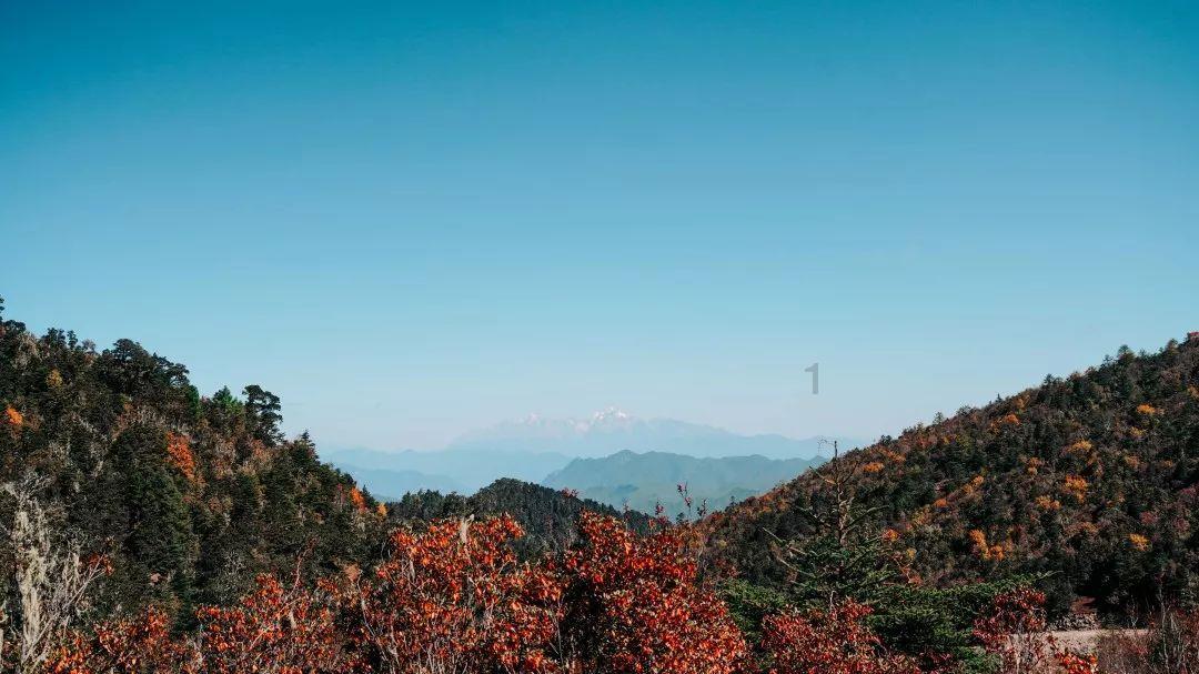 逃离小人国森林